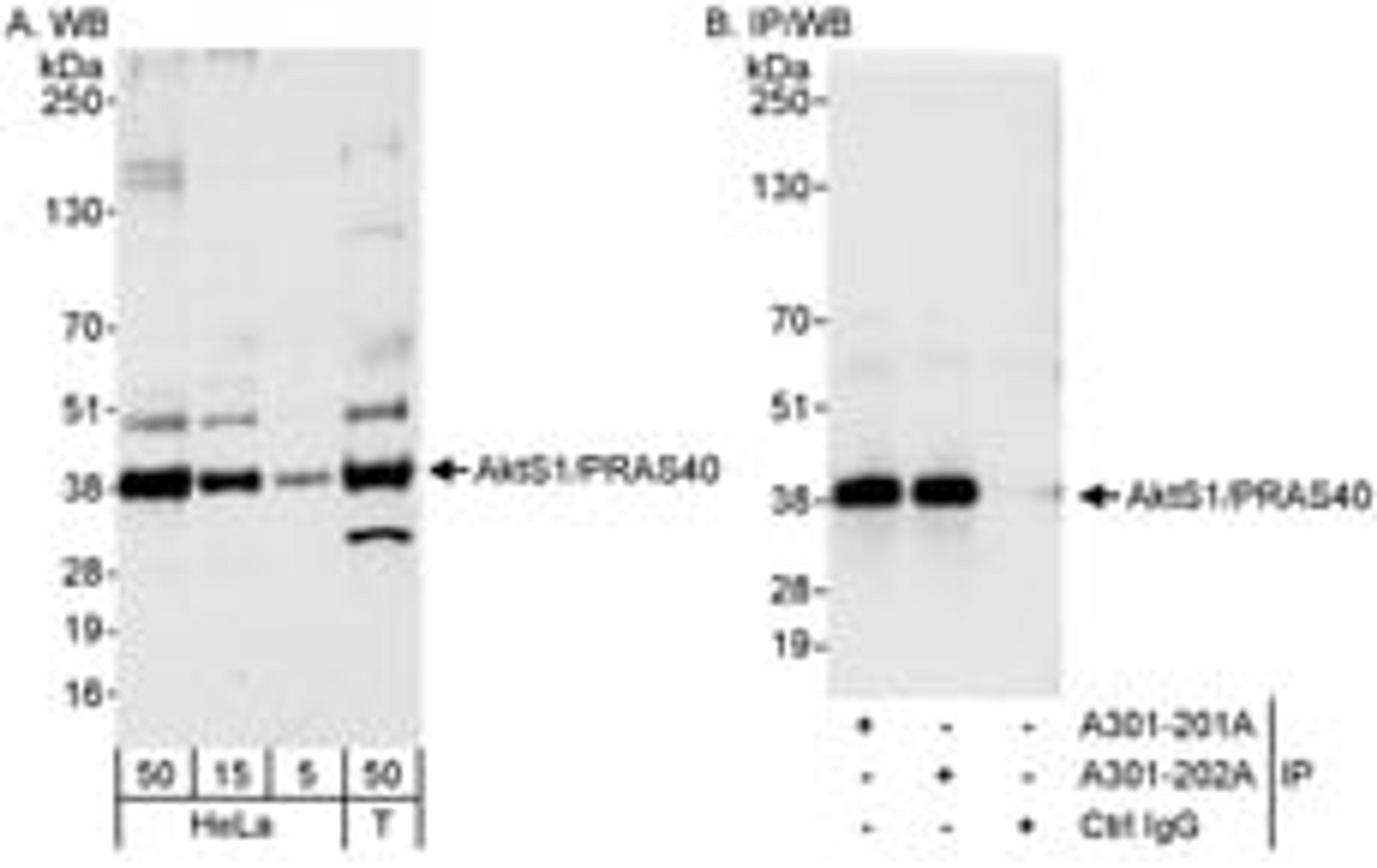 Detection of human AktS1/PRAS40 by western blot and immunoprecipitation.