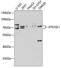 Western blot - ATG16L1 antibody (A1871)