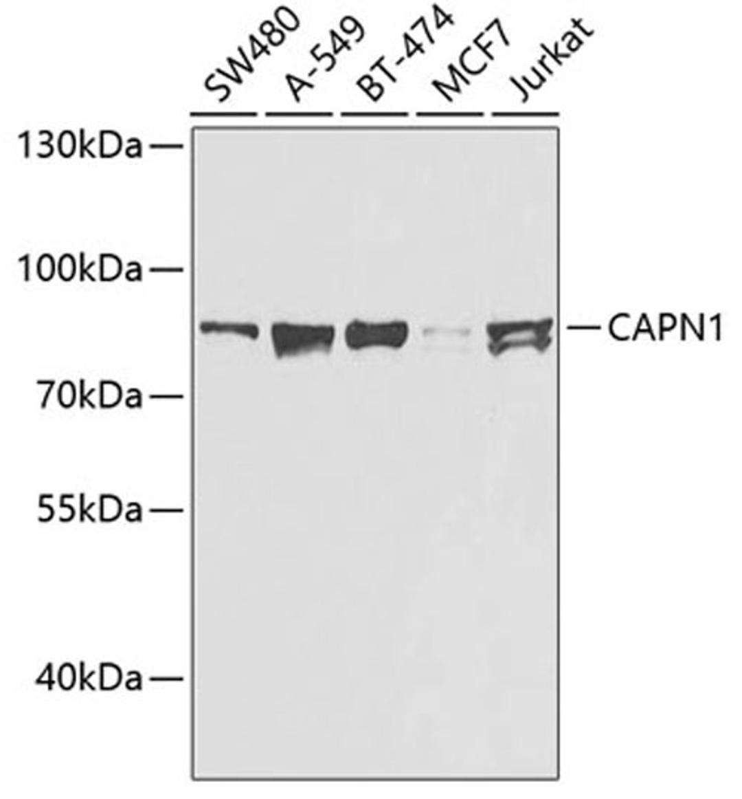 Western blot - CAPN1 antibody (A0921)