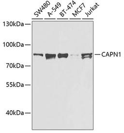 Western blot - CAPN1 antibody (A0921)