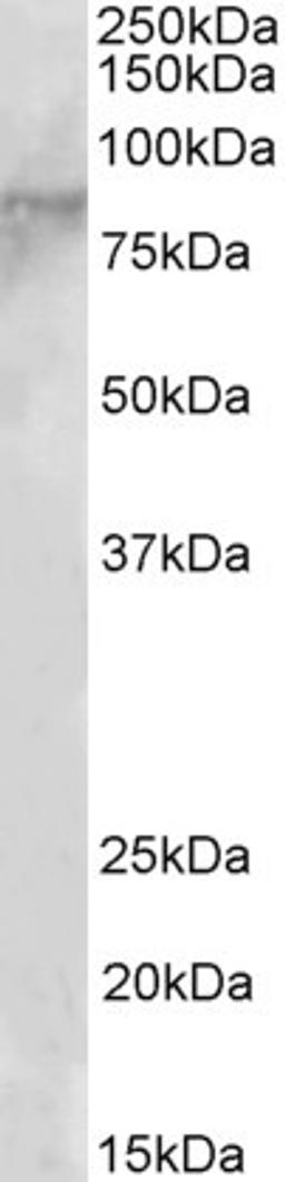 45-560 (2ug/ml) staining of lysate of cell line MOLT4 (35ug protein in RIPA buffer). Primary incubation was 1 hour. Detected by chemiluminescence.