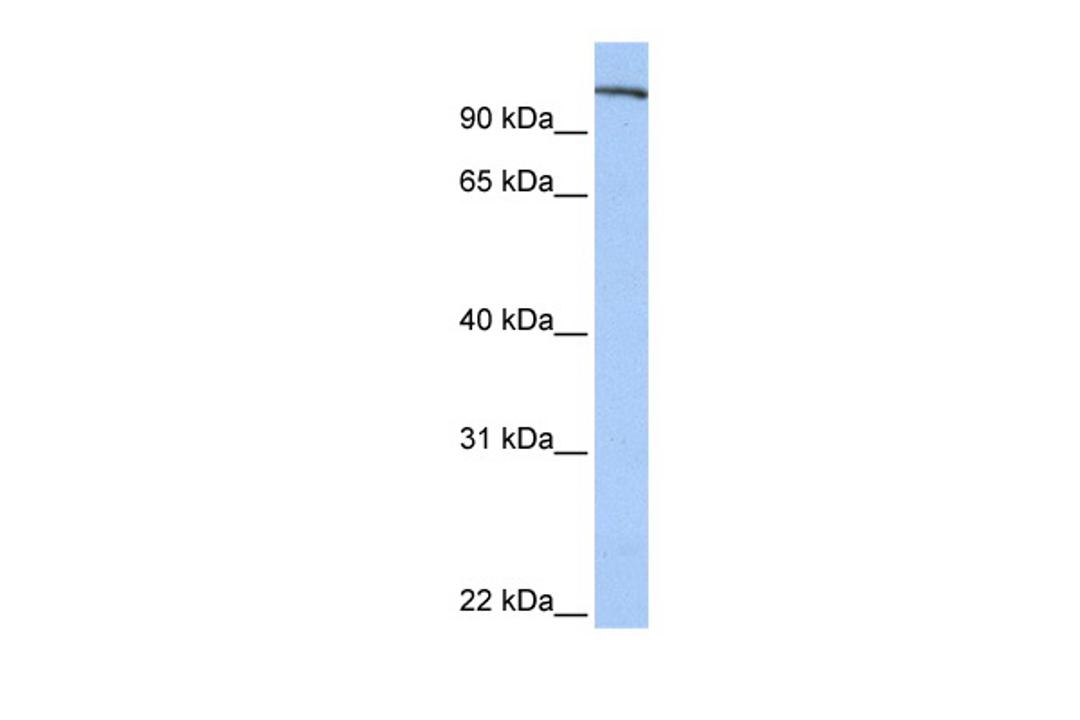 Antibody used in WB on Human Placenta at 0.2-1 ug/ml.