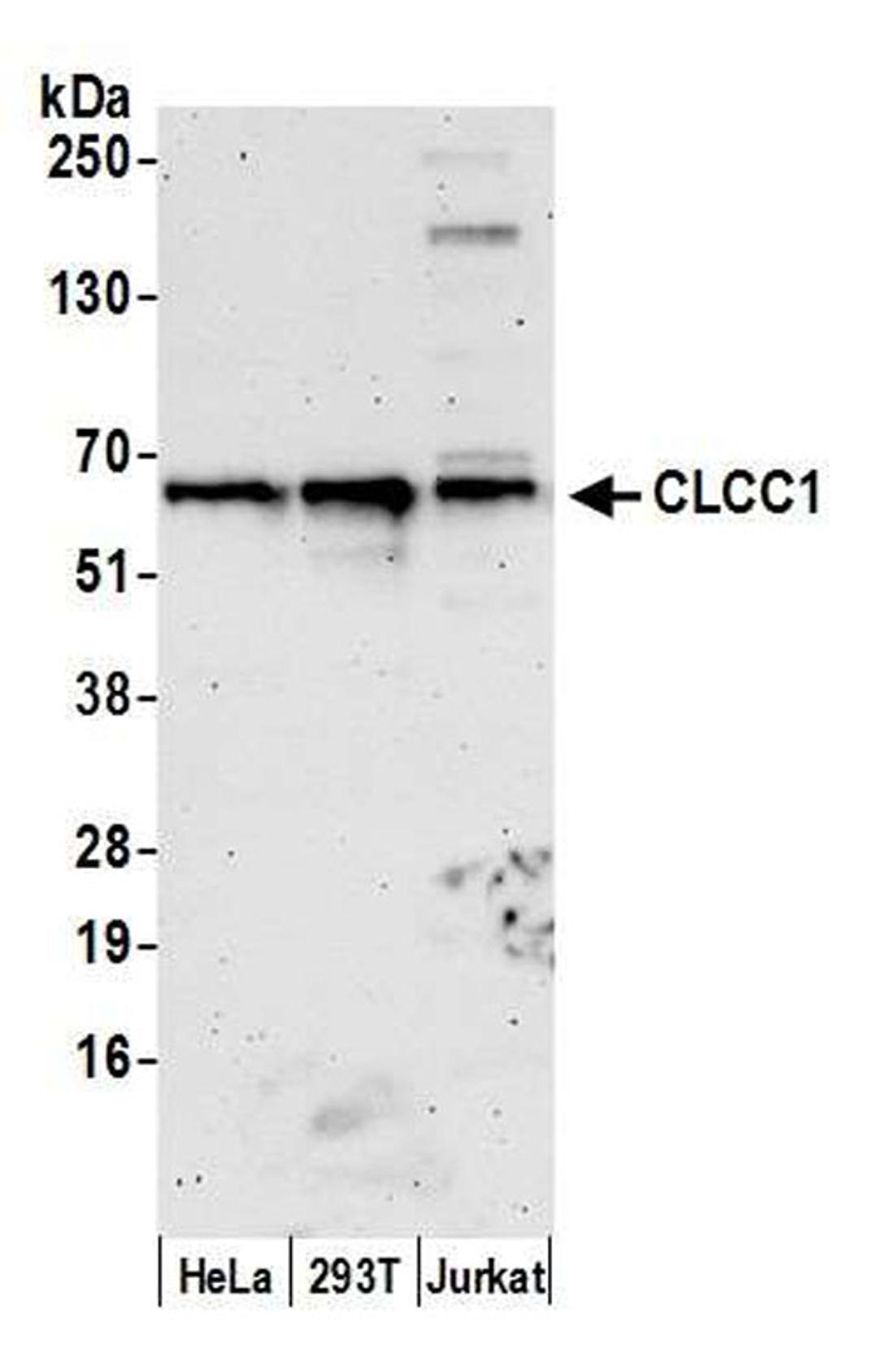 Detection of human CLCC1 by WB.