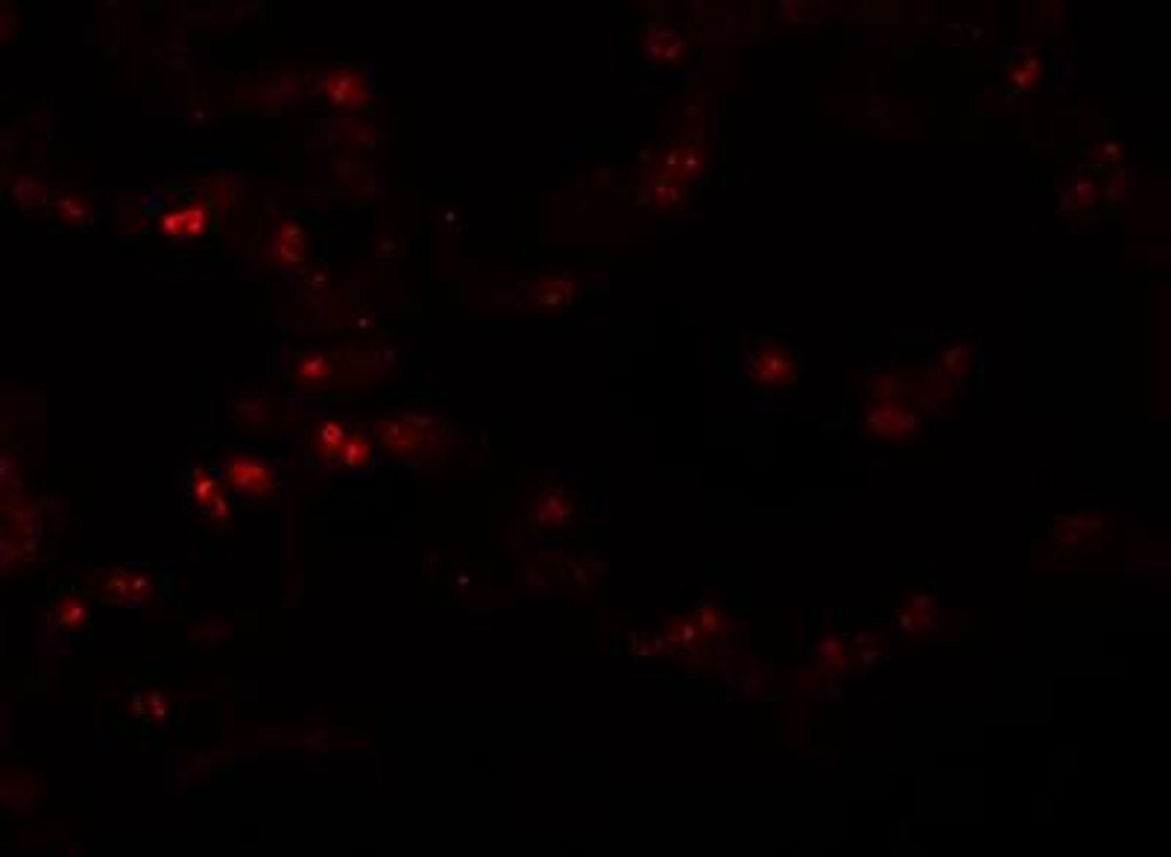 Immunocytochemistry/Immunofluorescence: TMEM184B Antibody [NBP1-77143] - Immunofluorescence of TMEM184B in human lung tissue with TMEM184B antibody at 20 ug/mL.