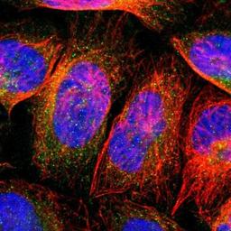 Immunocytochemistry/Immunofluorescence: Annexin A10 Antibody [NBP1-90156] - Staining of human cell line U-2 OS shows positivity in cytoplasm.