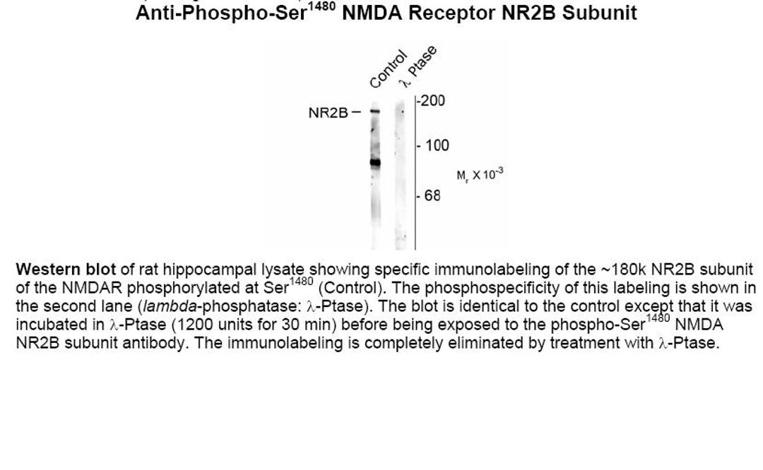 Western blot of rat hippocampal lysate showing specific immunolabeling of the ~180k NR2B subunit of the NMDAR phosphorylated at Ser1480 (Control). The phosphospecificity of this labeling is shown in the second lane (lambda-phosphatase: lamda-Ptase). The b