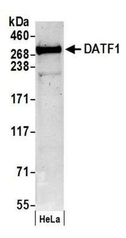 Detection of human DATF1 by western blot.