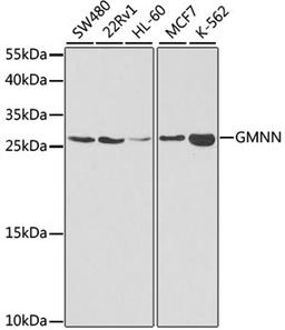 Western blot - GMNN antibody (A5316)