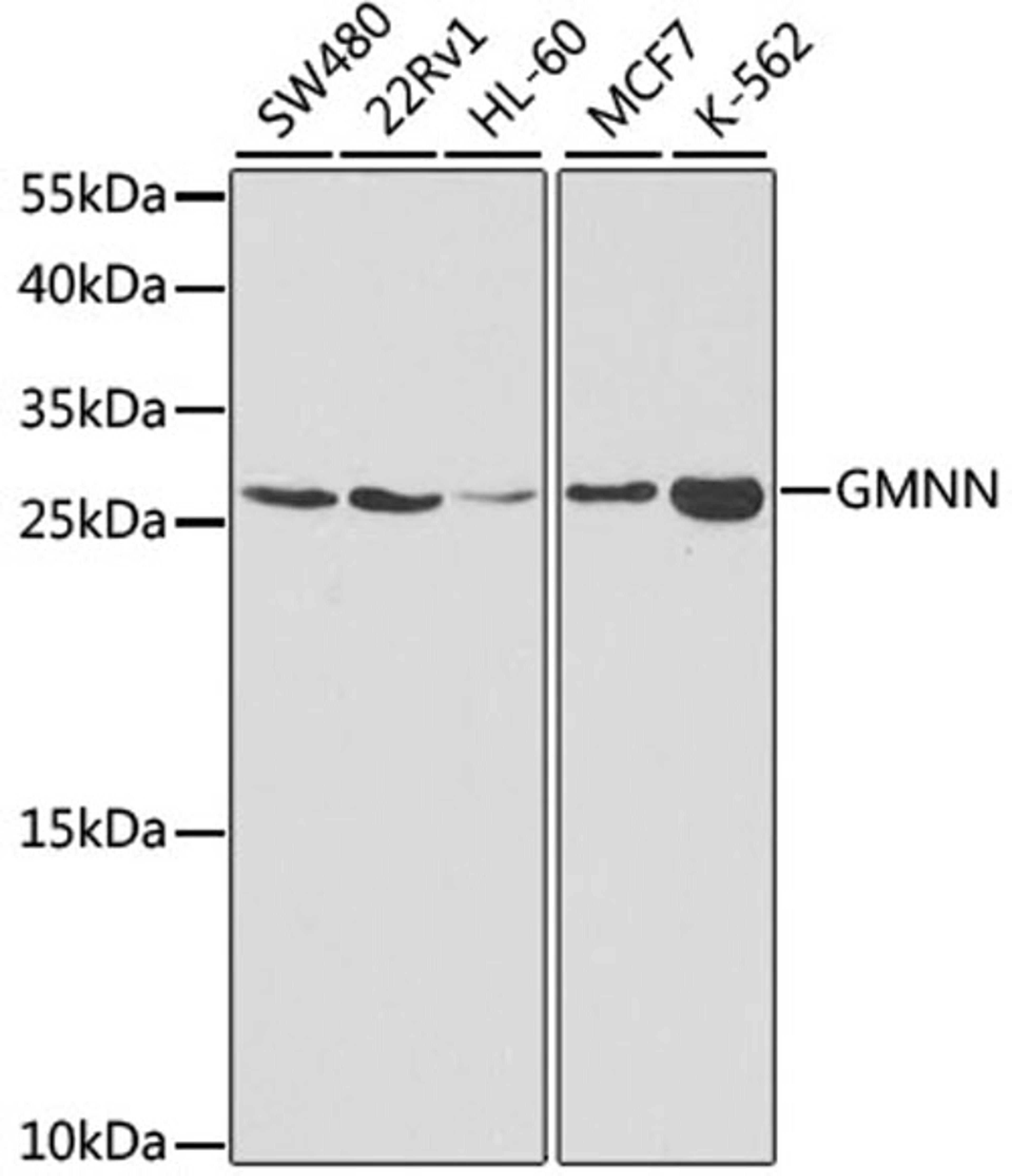 Western blot - GMNN antibody (A5316)