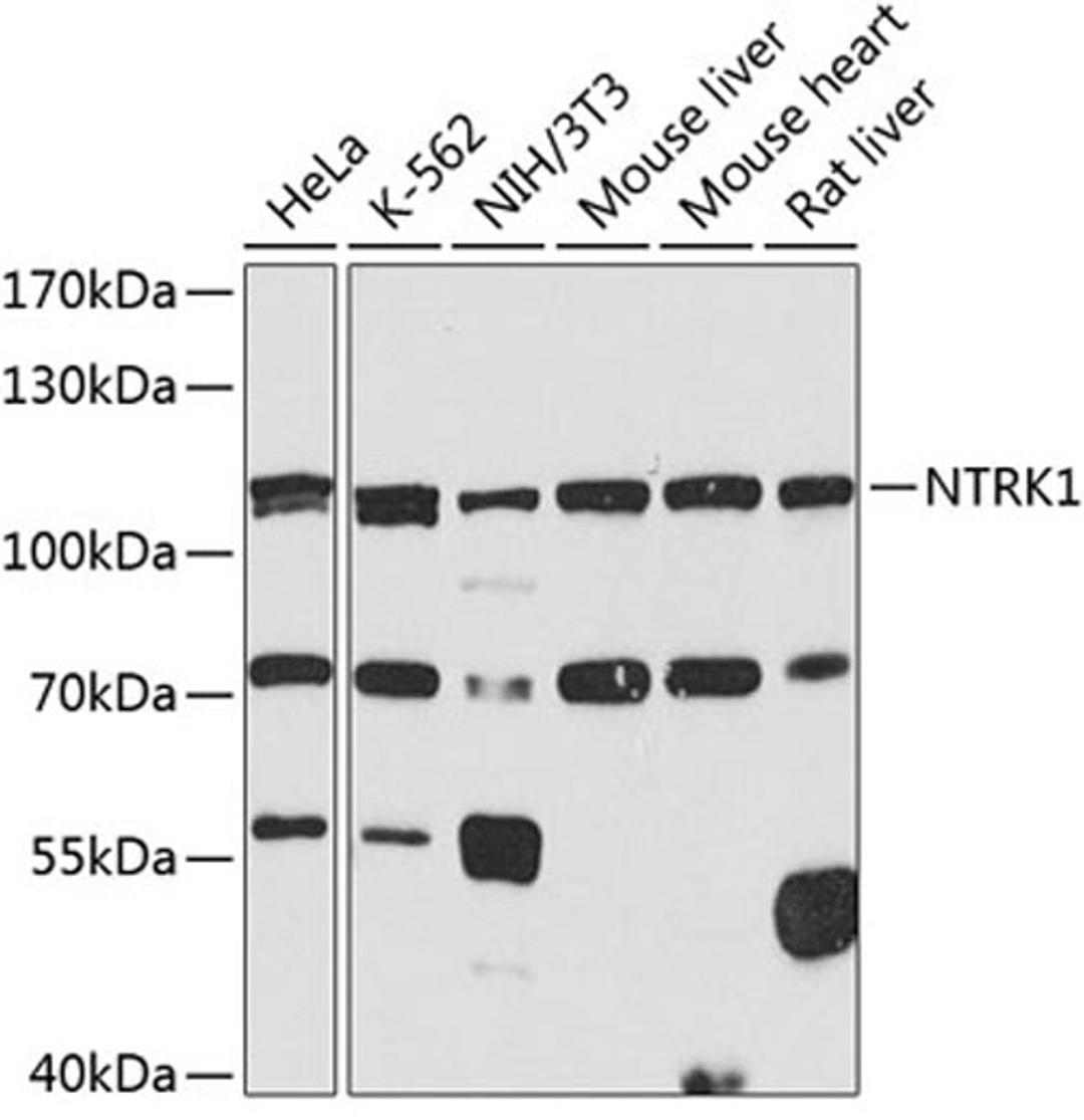 Western blot - NTRK1 antibody (A2098)