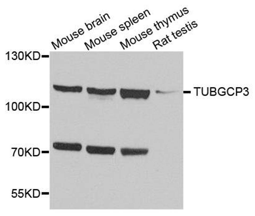 Western blot analysis of extract of various cells using TUBGCP3 antibody