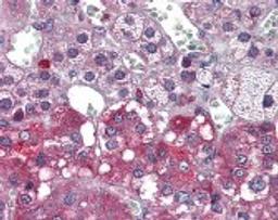 Immunohistochemistry staining of NTRK1 in adrenal tissue using NTRK1 Antibody.