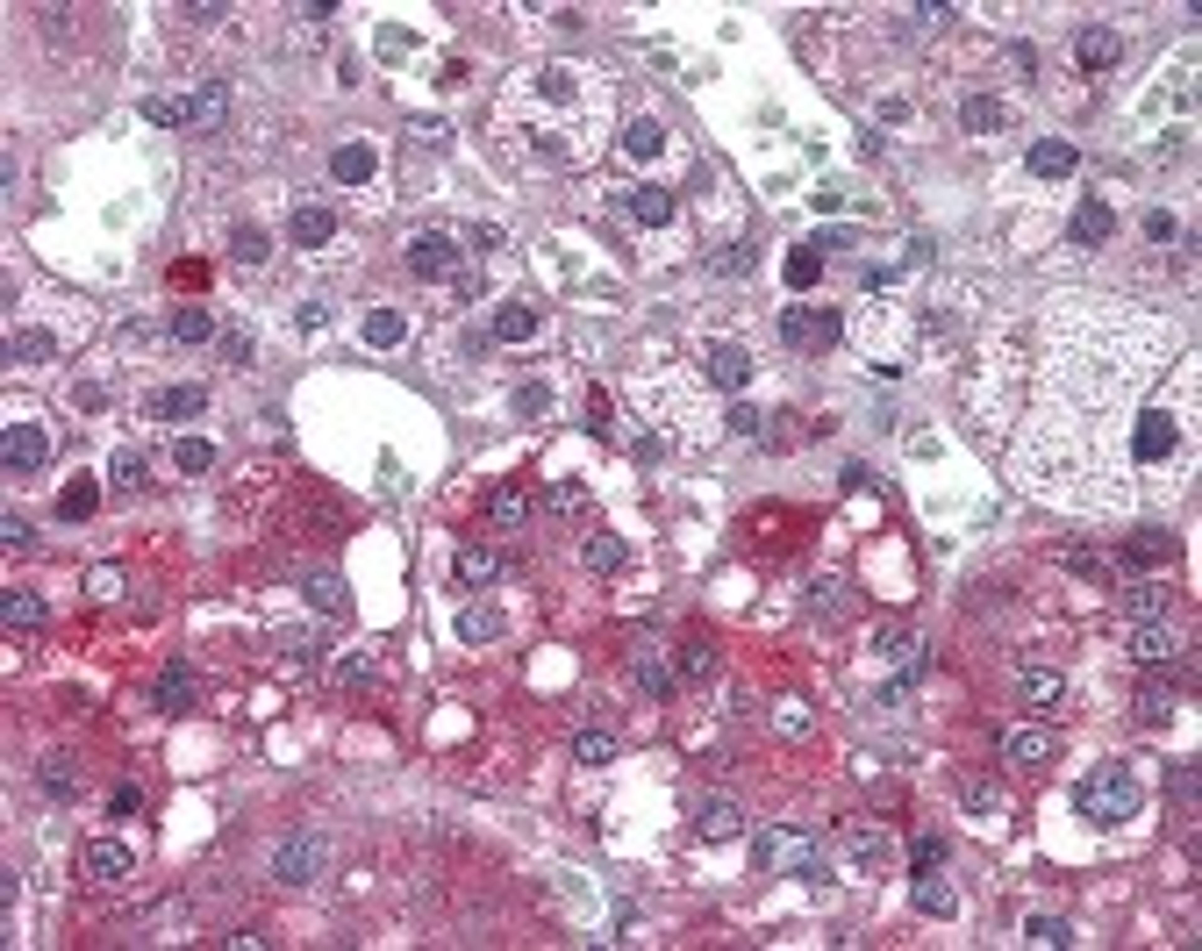 Immunohistochemistry staining of NTRK1 in adrenal tissue using NTRK1 Antibody.