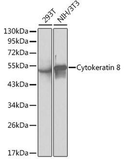 Western blot - Cytokeratin 8 antibody (A1024)