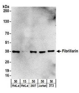 Detection of human and mouse Fibrillarin by western blot.