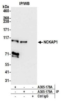 Detection of human NCKAP1 by western blot of immunoprecipitates.