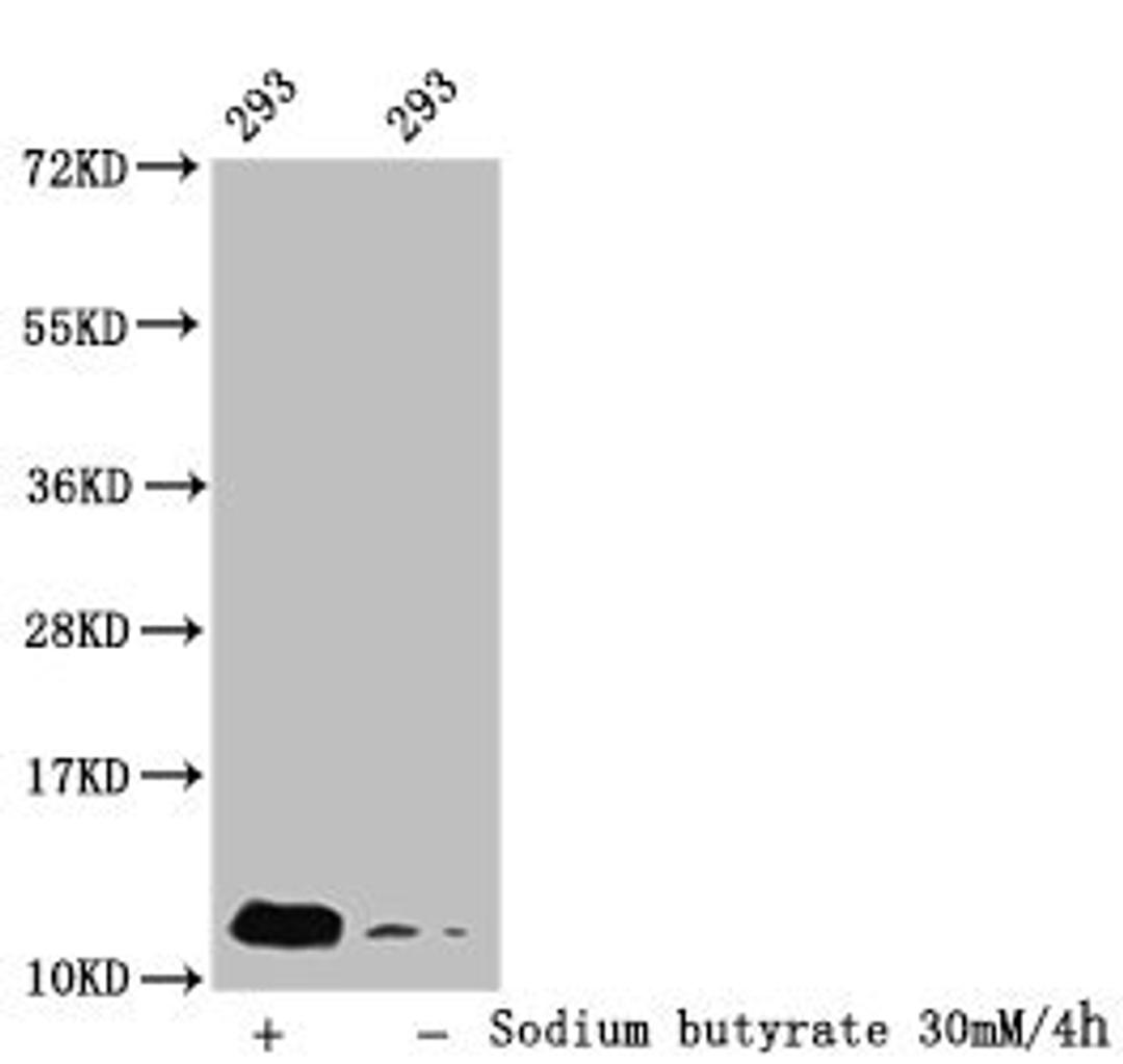 Western Blot. Detected sample: 293 whole cell lysate; Untreated (-) or treated (+) with 30mM sodium butyrate for 4h. All lanes: HIST1H4A antibody at 1:100. Secondary. Goat polyclonal to rabbit IgG at 1/50000 dilution. Predicted band size: 12 kDa. Observed band size: 12 kDa