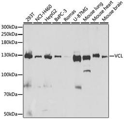 Western blot - VCL antibody (A14193)