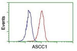 Flow Cytometry: ASCC1 Antibody (6G5) [NBP2-01345] - Analysis of Jurkat cells, using anti-ASCC1 antibody, (Red), compared to a nonspecific negative control antibody (Blue).