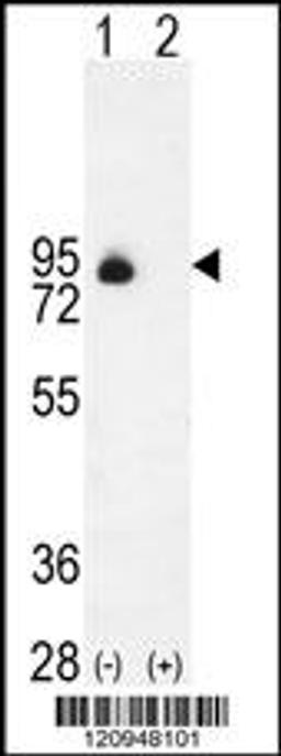 Western blot analysis of ENG using rabbit polyclonal ENG Antibody using 293 cell lysates (2 ug/lane) either nontransfected (Lane 1) or transiently transfected (Lane 2) with the ENG gene.