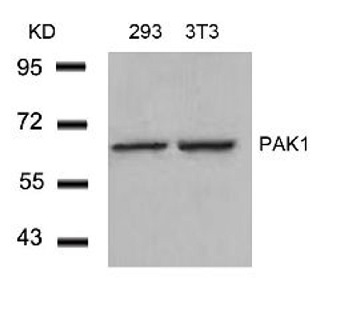 Western blot analysis of lysed extracts from 293 and 3T3 cells using PAK1 (Ab-212).