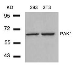 Western blot analysis of lysed extracts from 293 and 3T3 cells using PAK1 (Ab-212).