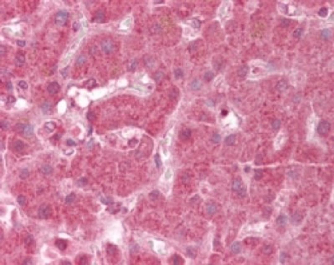 Immunohistochemistry-Paraffin: GRIM19 Antibody [NB100-56621] - Analysis of human liver using GRIM-19 antibody at 1:100.