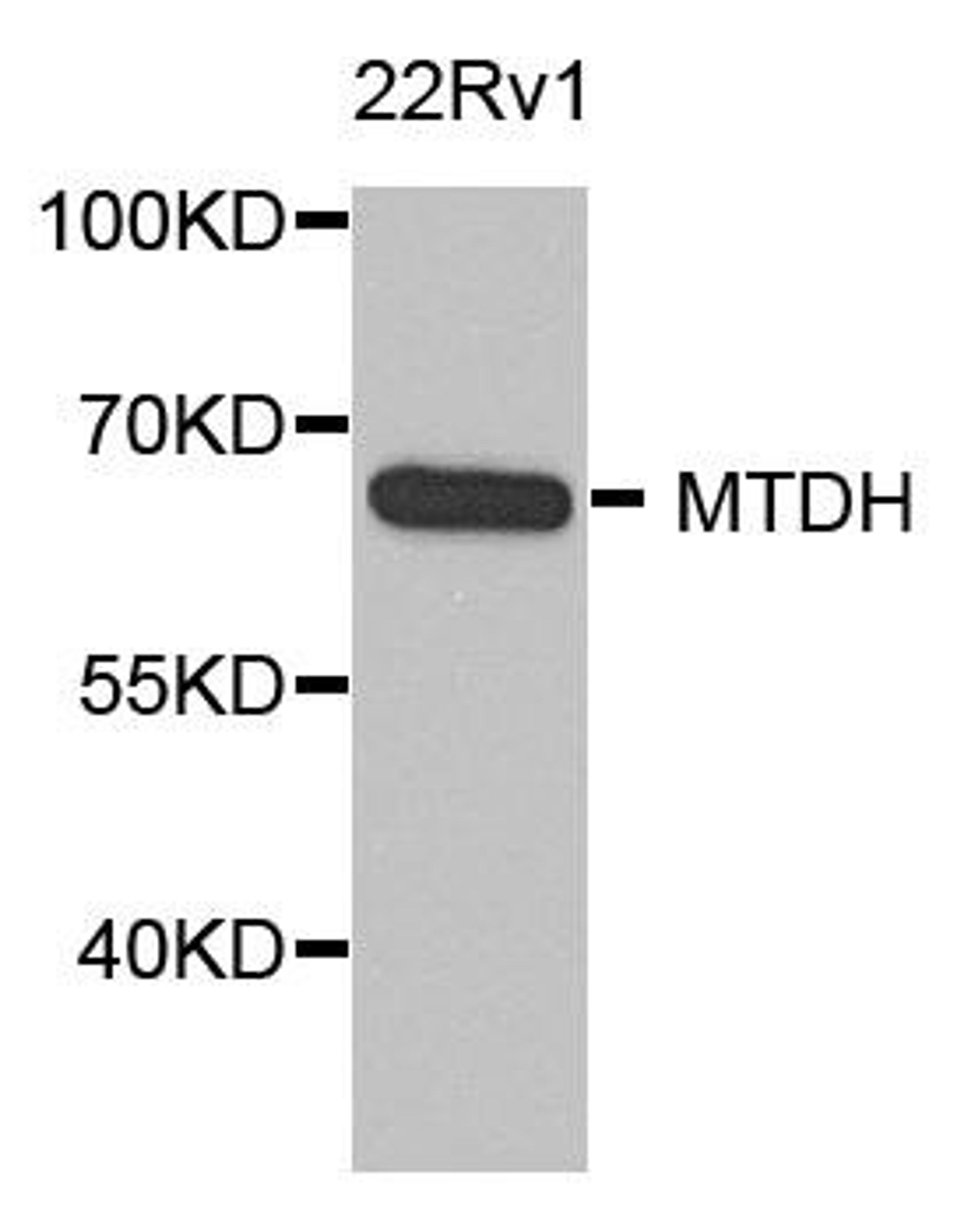 Western blot analysis of extract of various cells using MTDH antibody