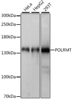 Western blot - POLRMT antibody (A15605)