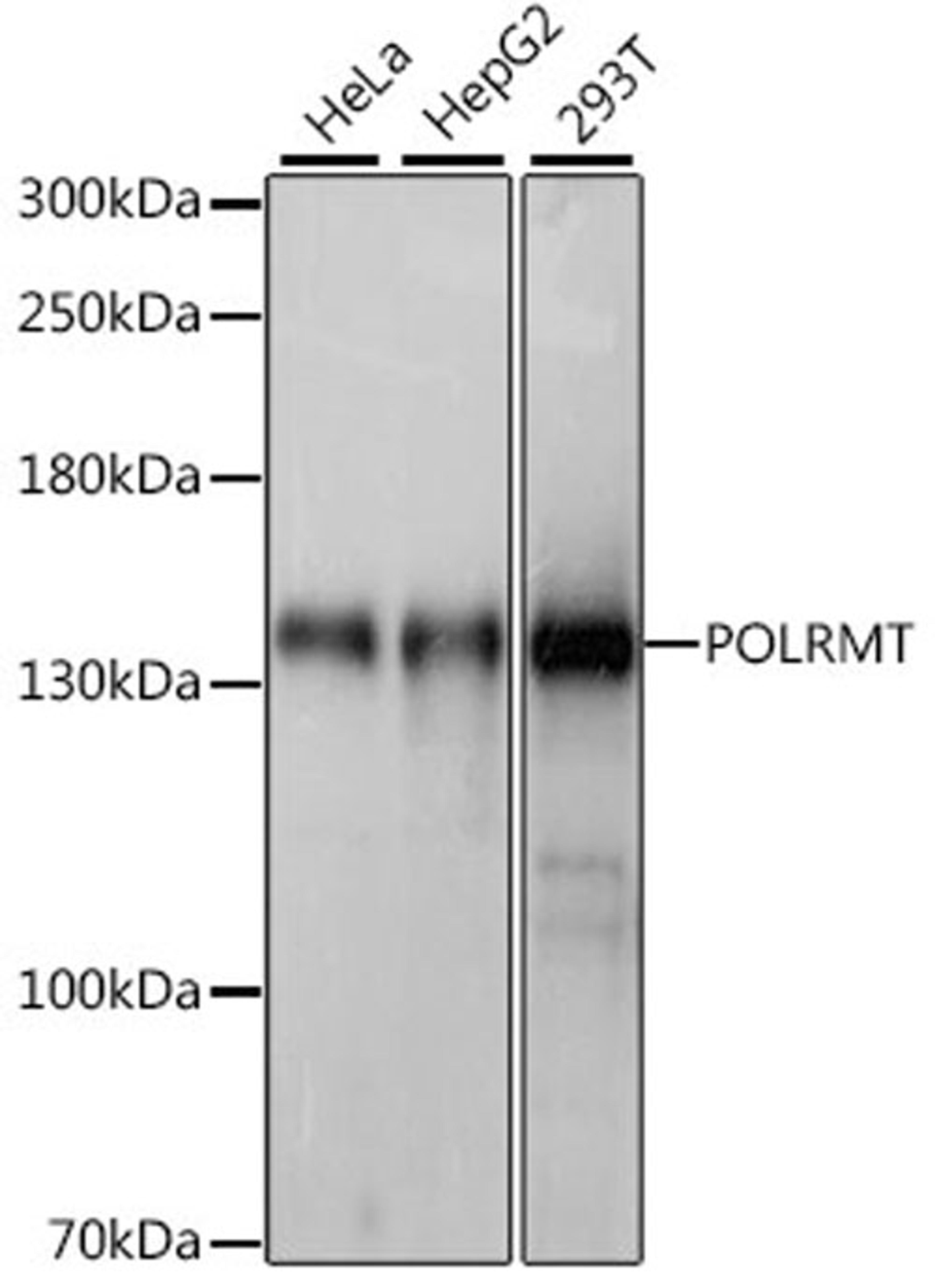 Western blot - POLRMT antibody (A15605)