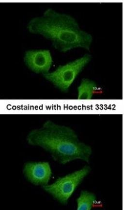 Immunocytochemistry/Immunofluorescence: OLFML3 Antibody [NBP2-15055] - Analysis of methanol-fixed A549, using antibody at 1:500 dilution.