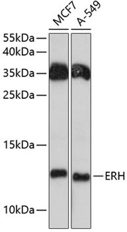 Western blot - ERH antibody (A12271)