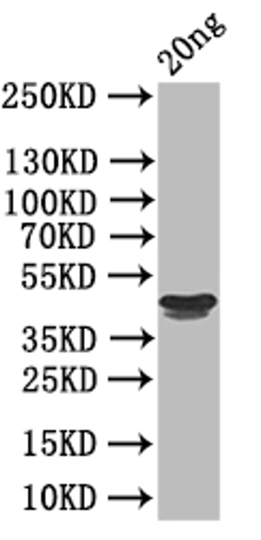 Western Blot. Positive WB detected in: recombinant protein. All lanes: RH5 Antibody at 1:1000. Secondary. Goat polyclonal to rabbit IgG at 1/50000 dilution. Predicted band size: 44 kDa. Observed band size: 44 kDa.