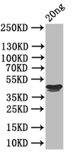 Western Blot. Positive WB detected in: recombinant protein. All lanes: RH5 Antibody at 1:1000. Secondary. Goat polyclonal to rabbit IgG at 1/50000 dilution. Predicted band size: 44 kDa. Observed band size: 44 kDa.