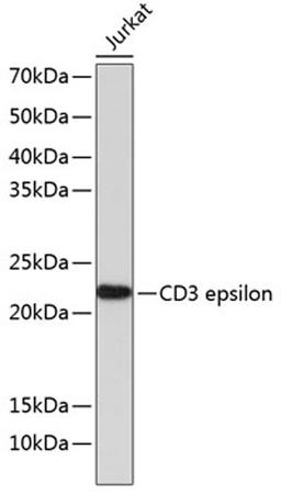 Western blot - CD3 epsilon antibody (A19017)