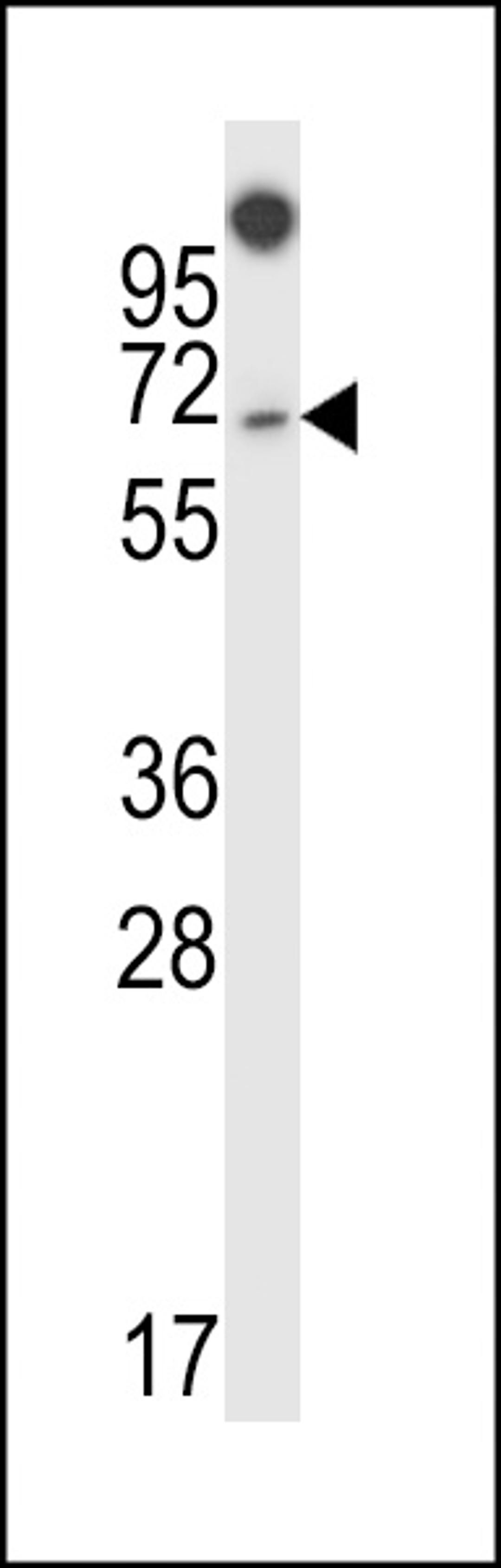 Western blot analysis in 293 cell line lysates (35ug/lane).