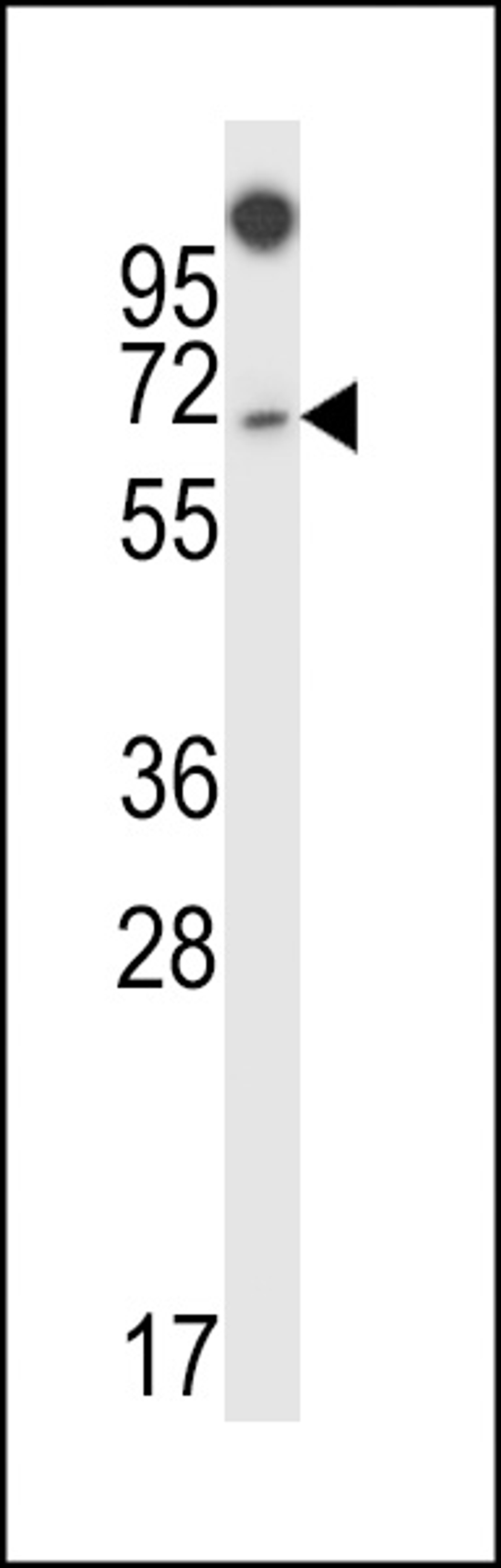 Western blot analysis in 293 cell line lysates (35ug/lane).