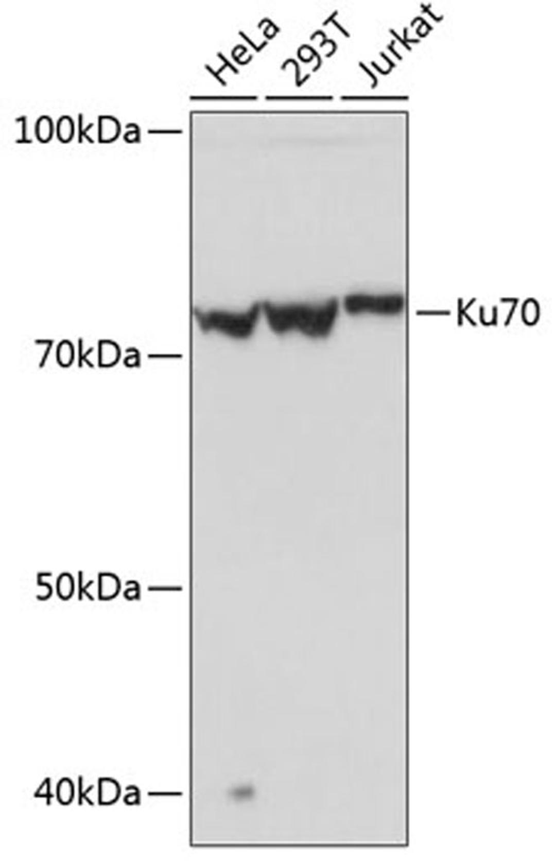 Western blot - Ku70 Rabbit mAb (A11223)