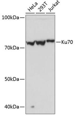 Western blot - Ku70 Rabbit mAb (A11223)