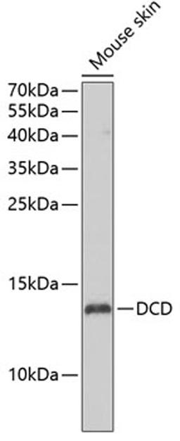 Western blot - DCD antibody (A7280)