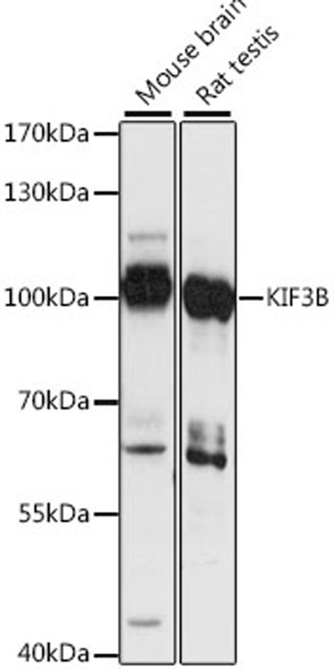 Western blot - KIF3B antibody (A15754)