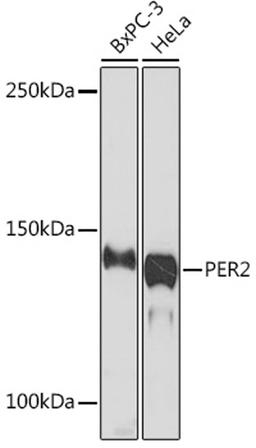 Western blot - PER2 Rabbit mAb (A5107)