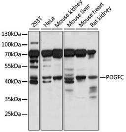 Western blot - PDGFC antibody (A15174)