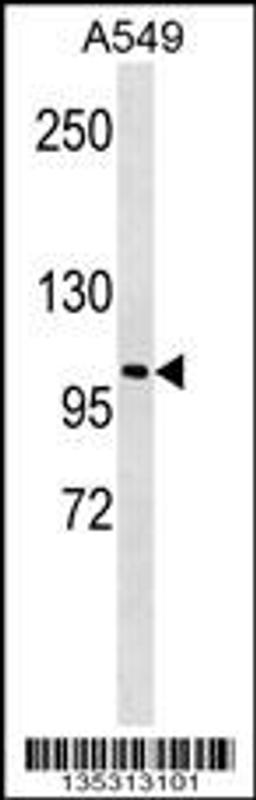 Western blot analysis in A549 cell line lysates (35ug/lane).