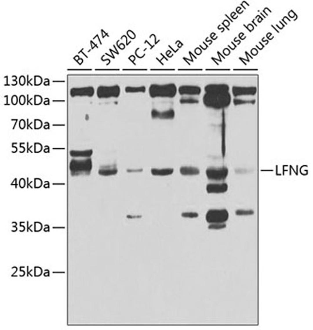 Western blot - LFNG antibody (A7441)