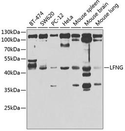 Western blot - LFNG antibody (A7441)