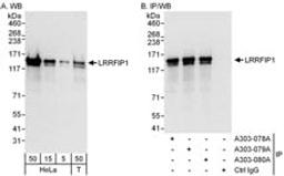 Detection of human LRRFIP1 by western blot and immunoprecipitation.