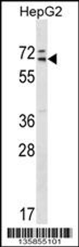 Western blot analysis in HepG2 cell line lysates (35ug/lane).