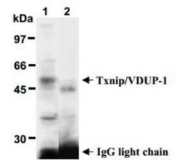 Immunoprecipitation: TXNIP Antibody (JY2) [NBP1-54578] - Immunoprecipitation of Txnip/VDUP1 from  Raji with NBP1-54578 (1) or mouse IgG1 (2).