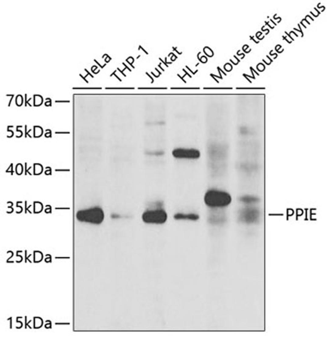 Western blot - PPIE antibody (A7061)